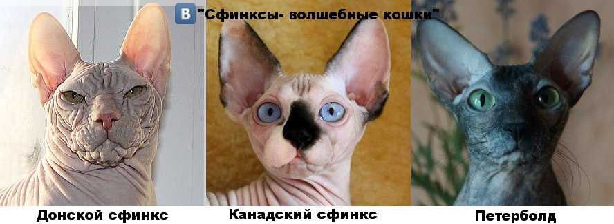 Донской сфинкс фото, браш и велюровый, описание породы и характера, отзывы