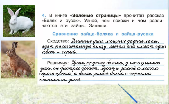 Заяц беляк и заяц русак — обсуждение в группе "дикие животные" | птичка.ру