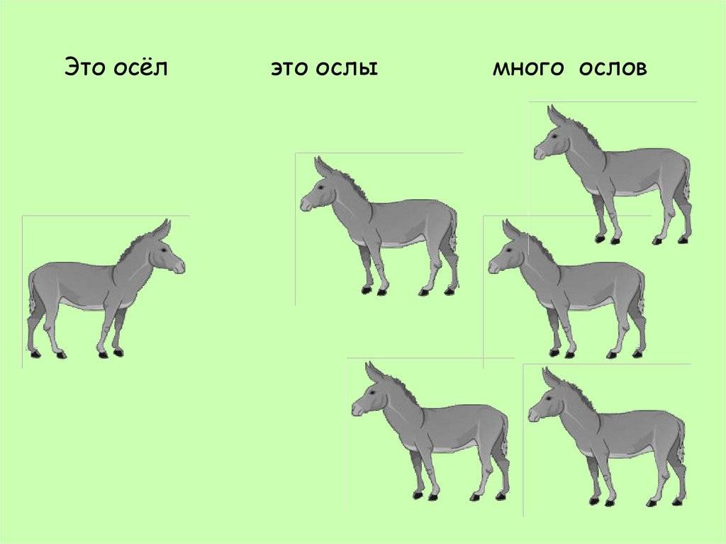 Разница между ишаком и ослом. ишак и осел — есть ли разница между ними