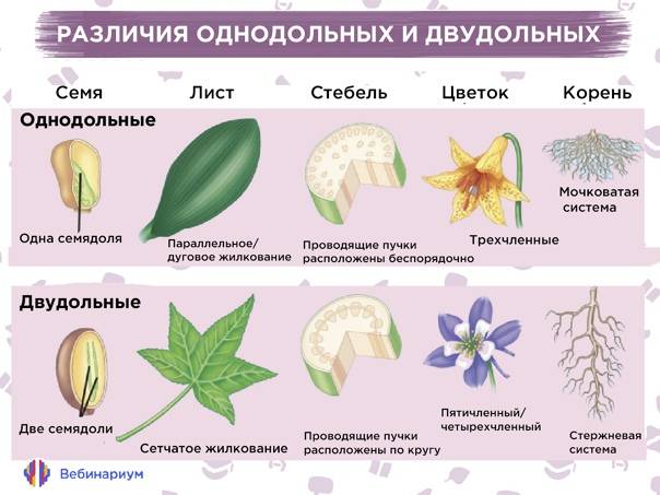 Характеристики однодольных и двудольных растений. признаки, сходство, различия, таблица двудольных и однодольных растений. * vsetemi.ru