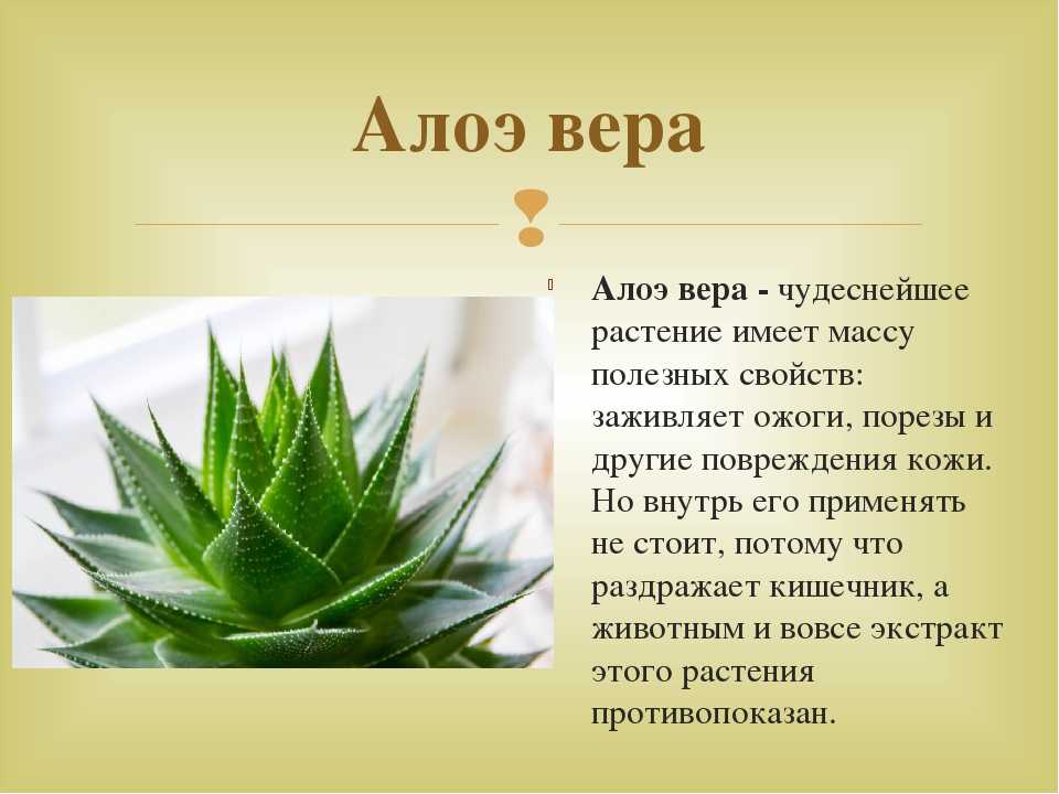 Алоэ