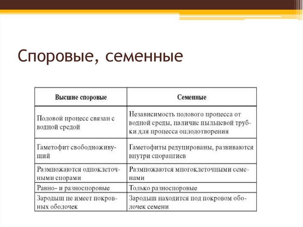 Различия между семенем и спорой: что нужно знать
