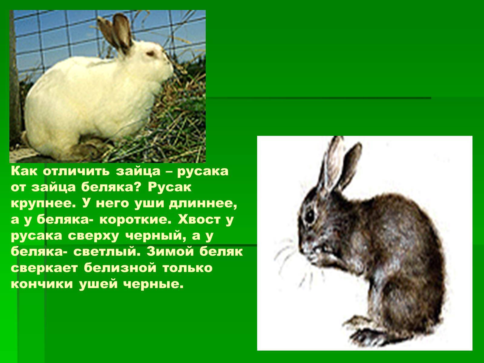 Как отличить зайца русака от зайца беляка