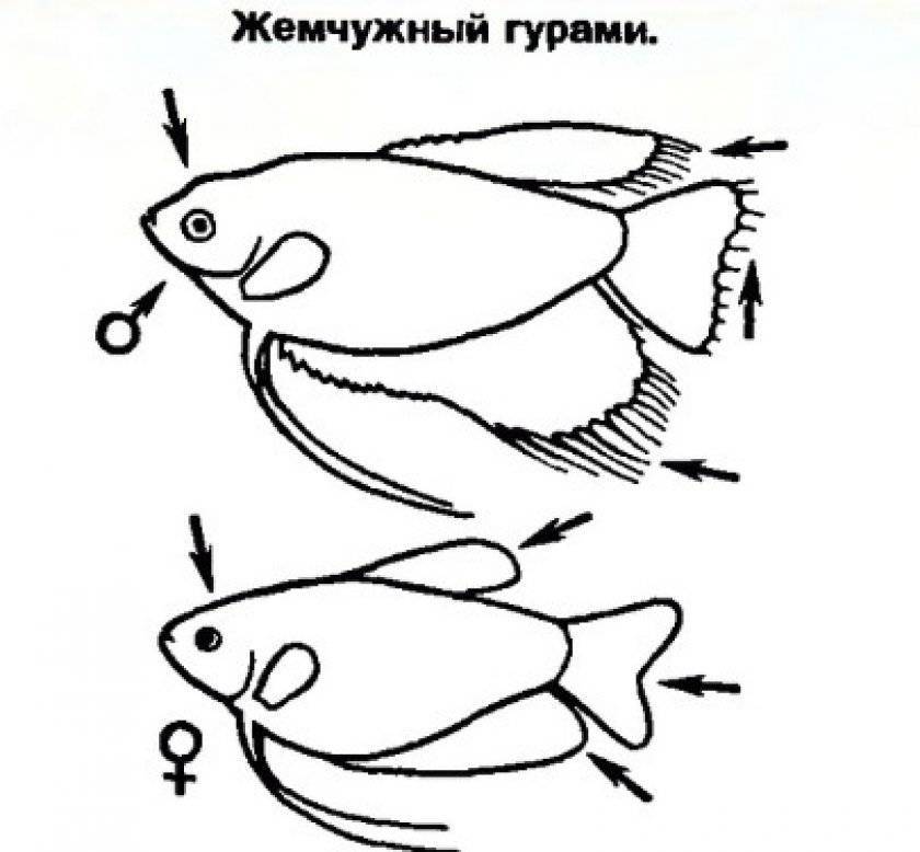 Гурами мраморный содержание, отличие самки и самца, размножение