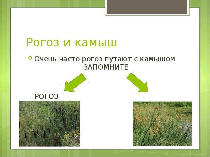 Рогоз – лечебные свойства и применение