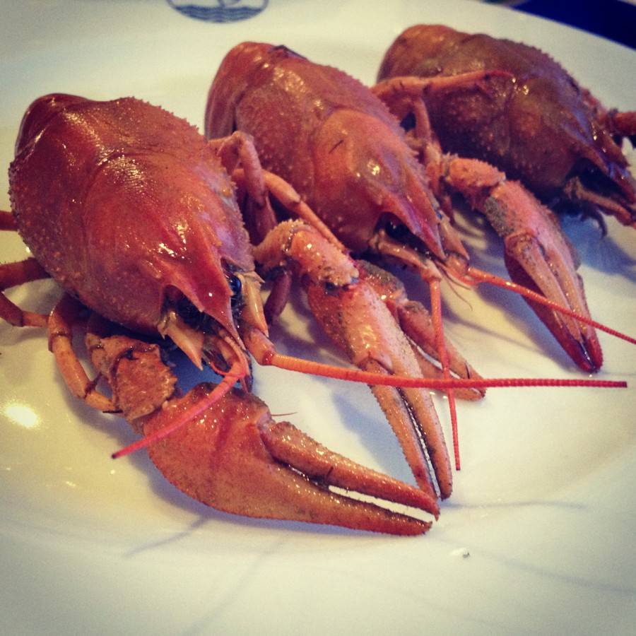 Разведение раков в домашних условиях для начинающих: всё о нём