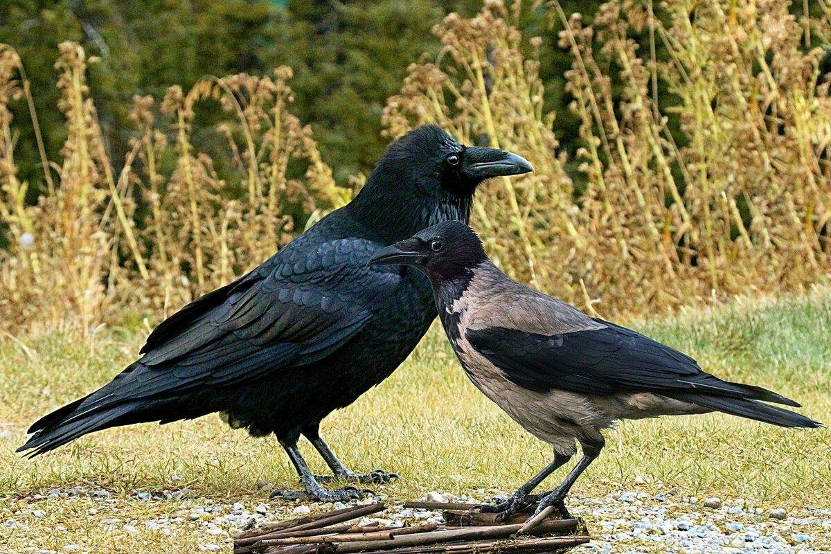 Raven vs crow: difference and comparison