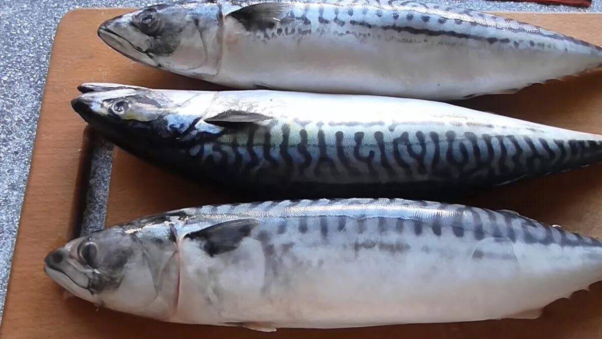 Скумбрия