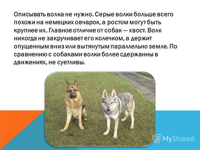 Разница между волком и собакой