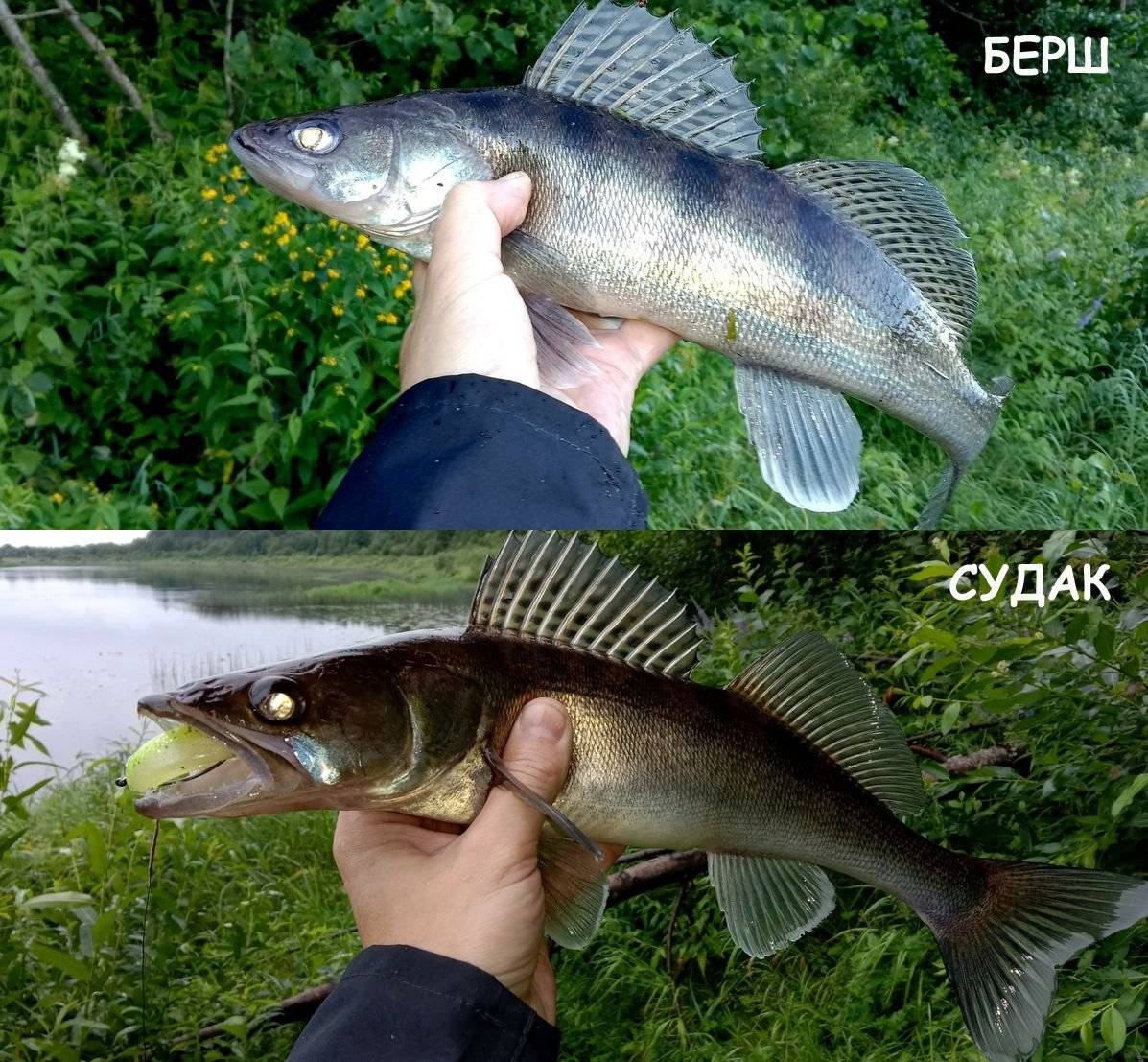 Берш: отличие от судака, как готовить рыбу