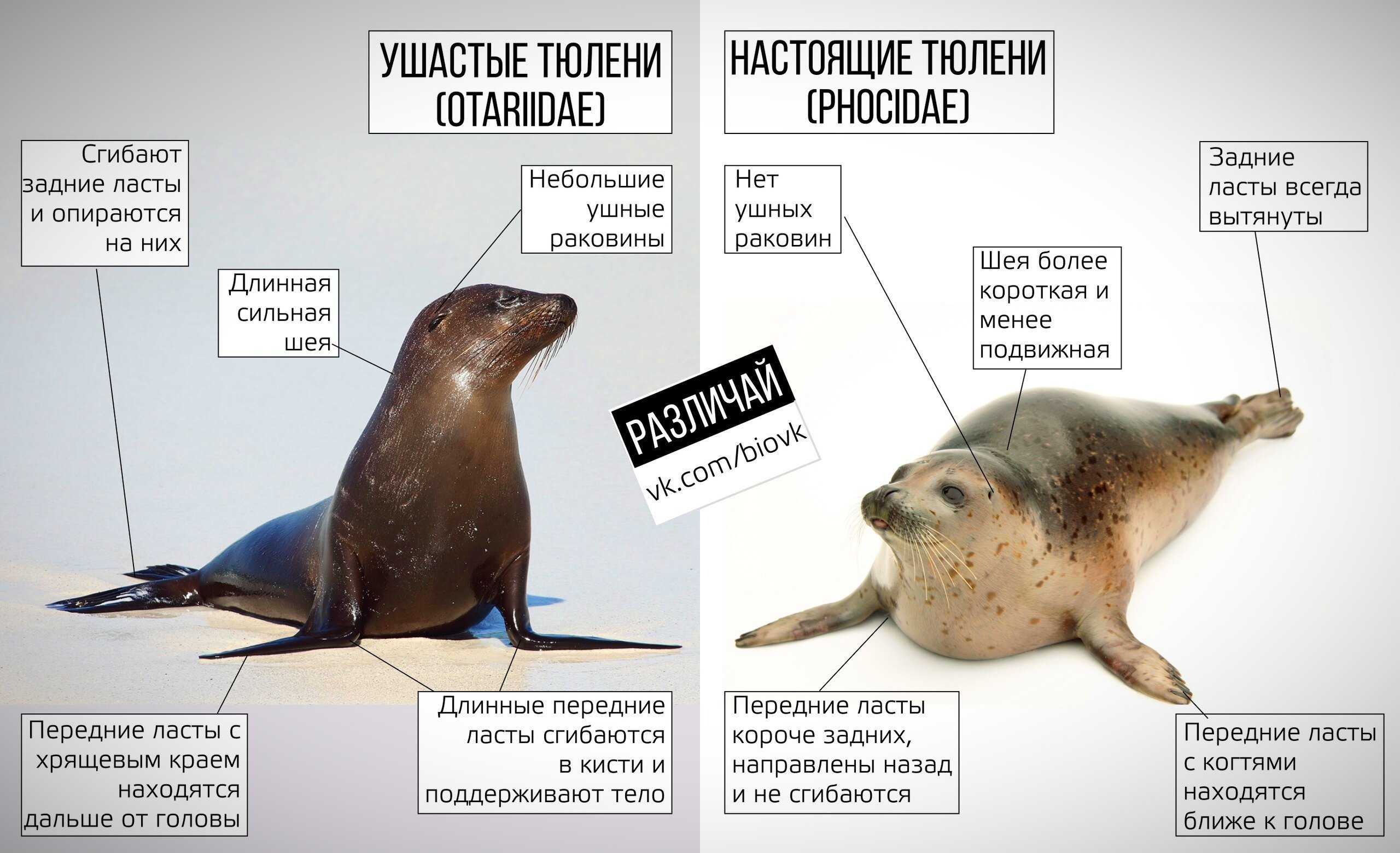 Тюлень и морской котик в чем разница