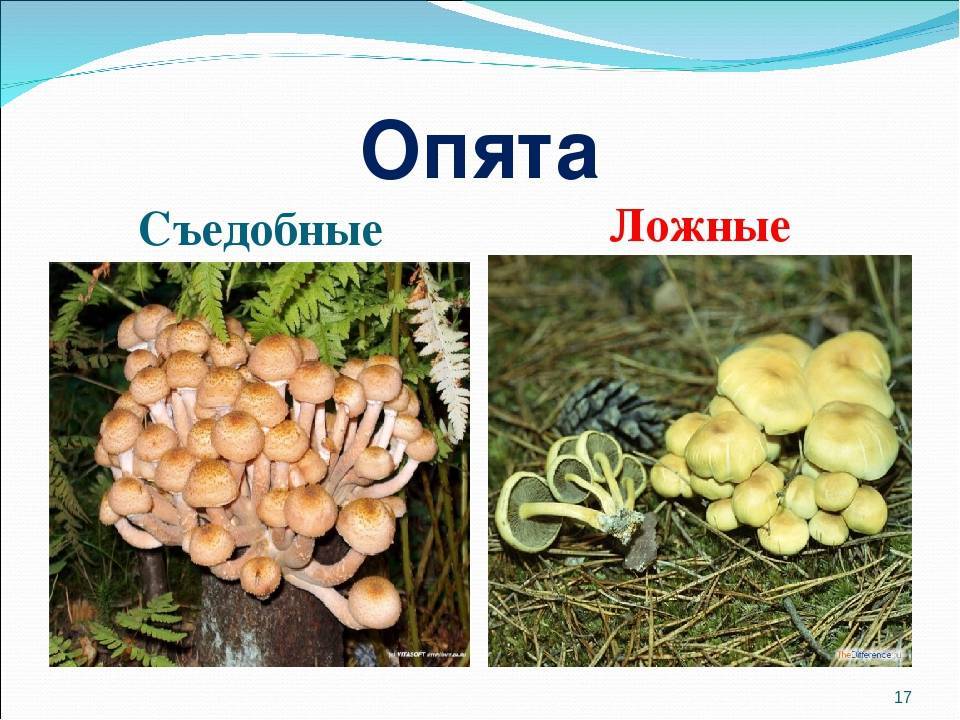 Чем отличаются ложные опята от съедобных