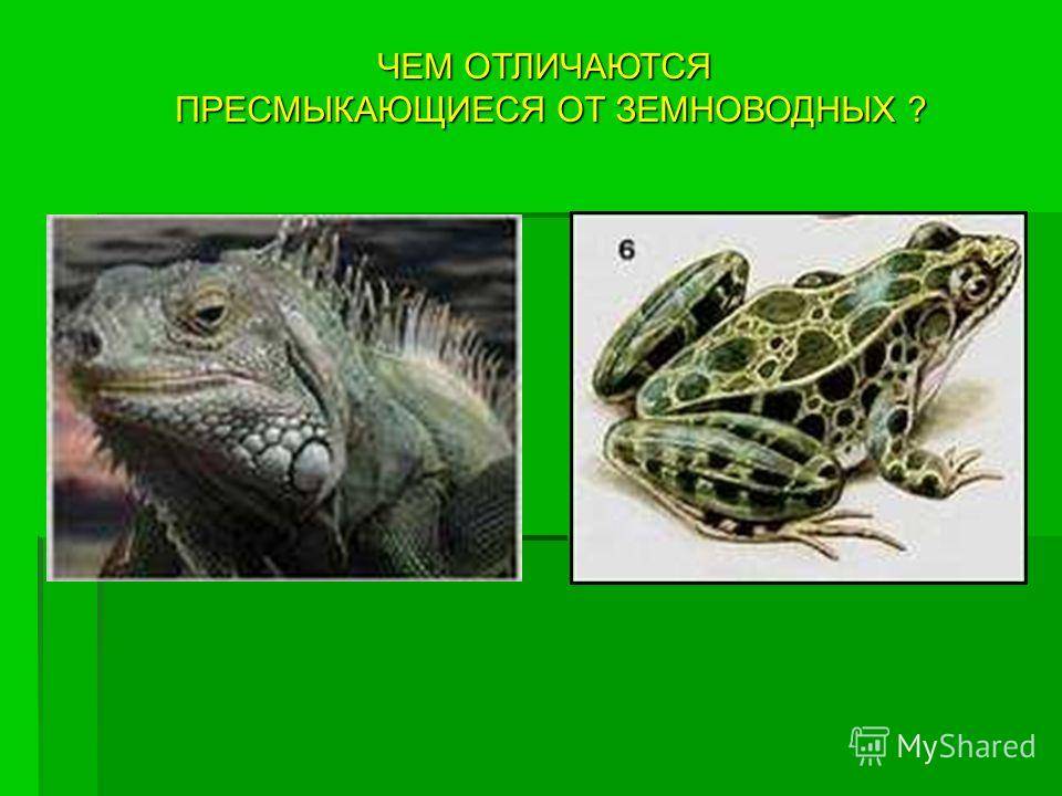 Земноводные и пресмыкающиеся: отличия амфибий и рептилий, признаки и сравнительная таблица