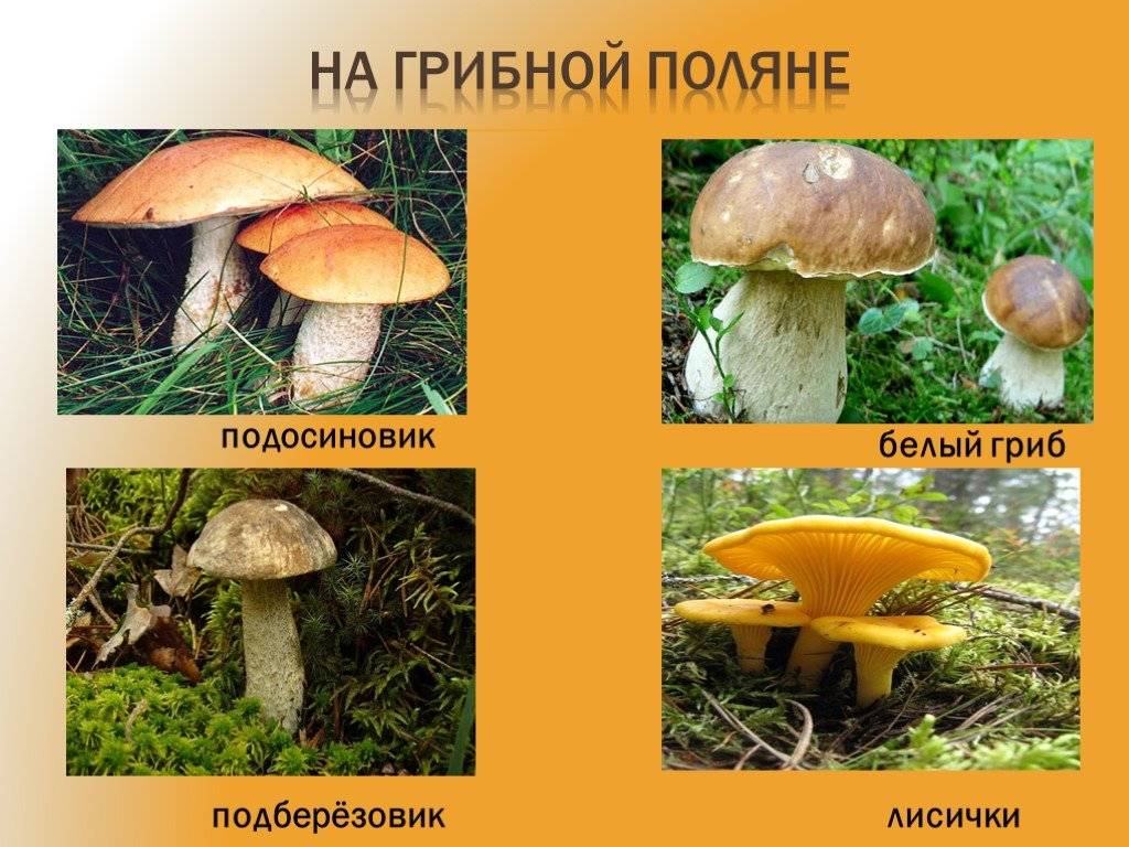Гриб подберезовик: фото и описание, виды, где растет, почему так называется, польза и вред