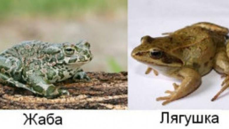 Чем отличается жаба от лягушки