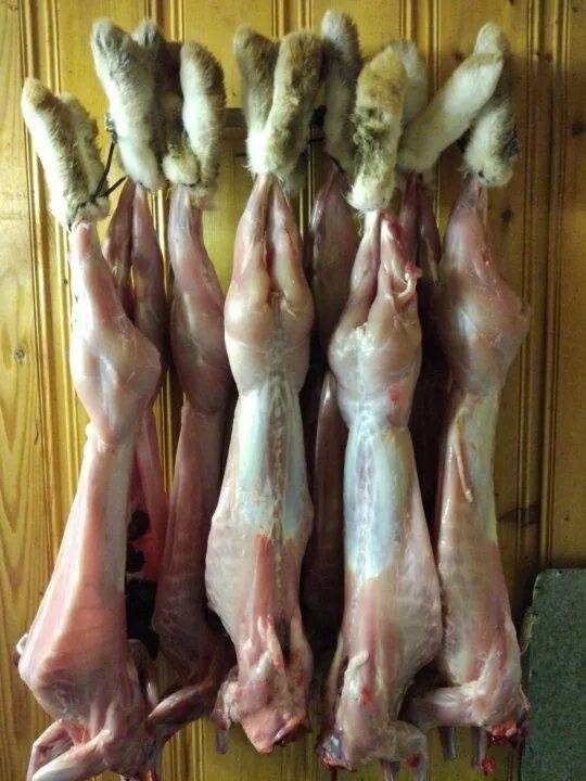 Чем домашние кролики отличаются от кошек. чем отделить шкуру от мяса шиншилл. как отличить мясо кролика от мяса кошки