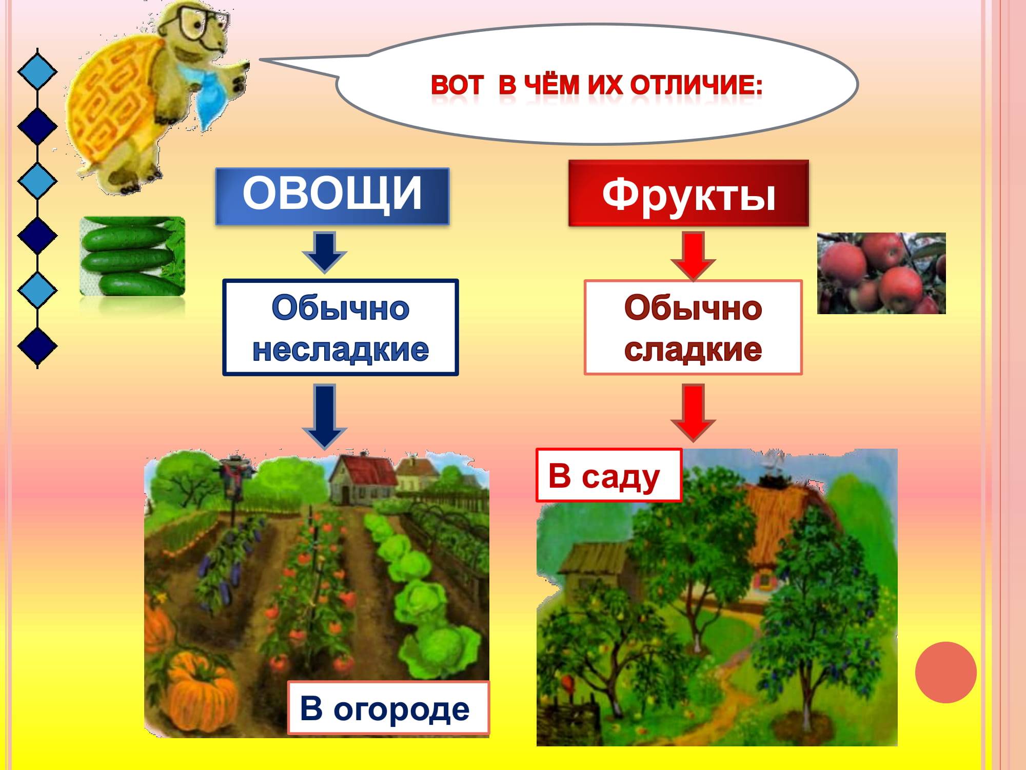 Фрукты против овощей - разница и сравнение - blogul 2024