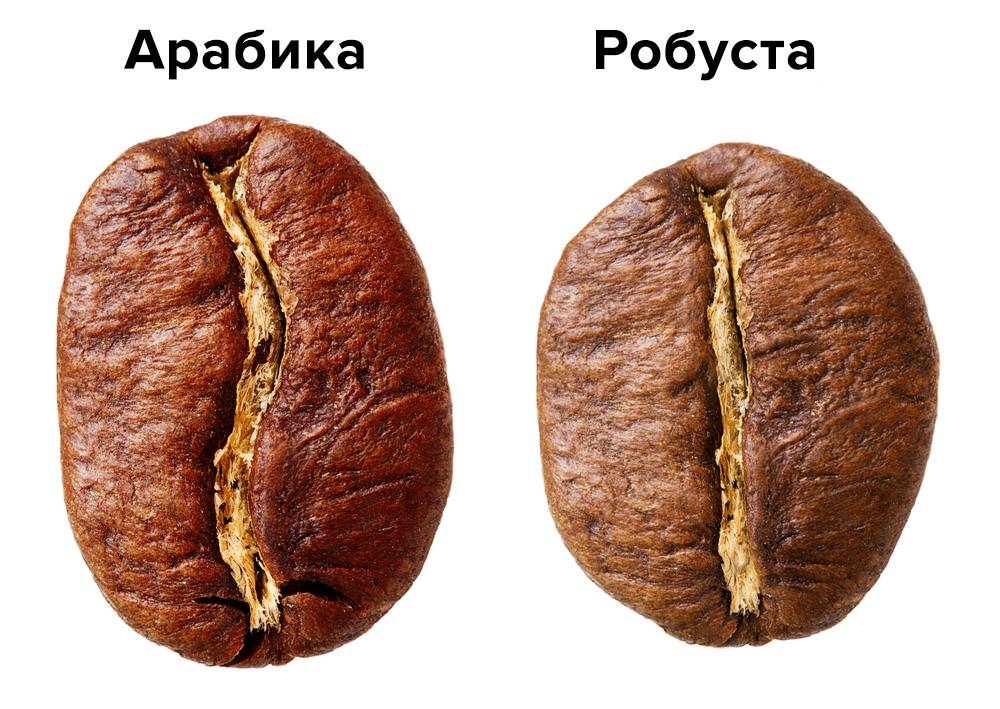 Арабика и робуста: отличия сортов, деревьев, зерен, вкуса и стоимости
