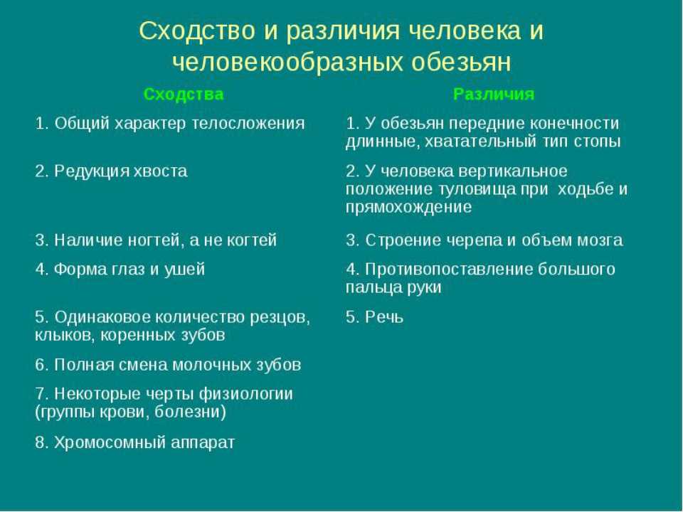 Различия между обезьяной и человеком: основные отличия