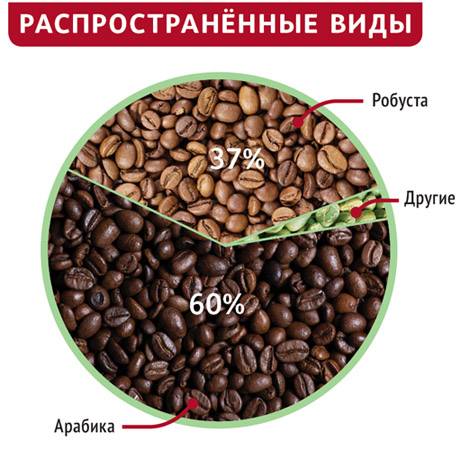 Арабика vs робуста: что нужно знать о самых популярных сортах кофе