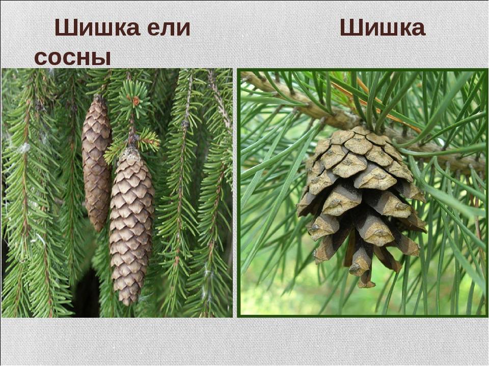 В чем разница между елью и сосной и основные отличия, сравнение деревьев