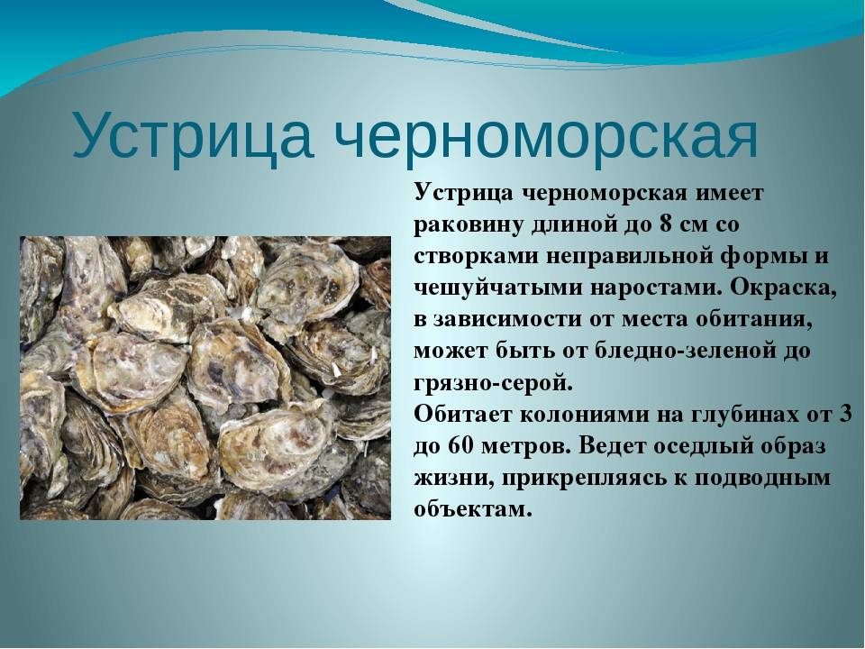 Сходства и различия устриц и мидий