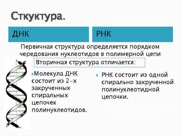 В чем отличия между молекулами днк и рнк, разница и таблица особенностей