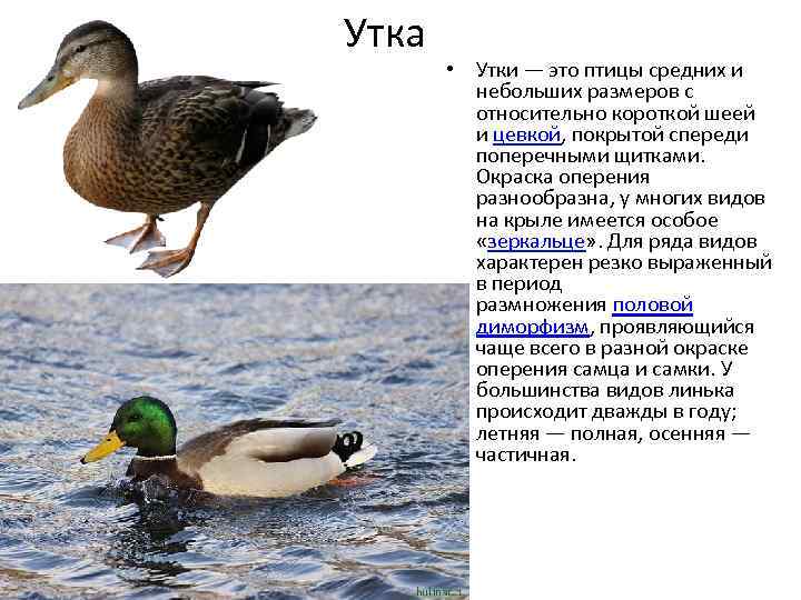 Самец утки: как определить пол и чем отличаются селезень и утка