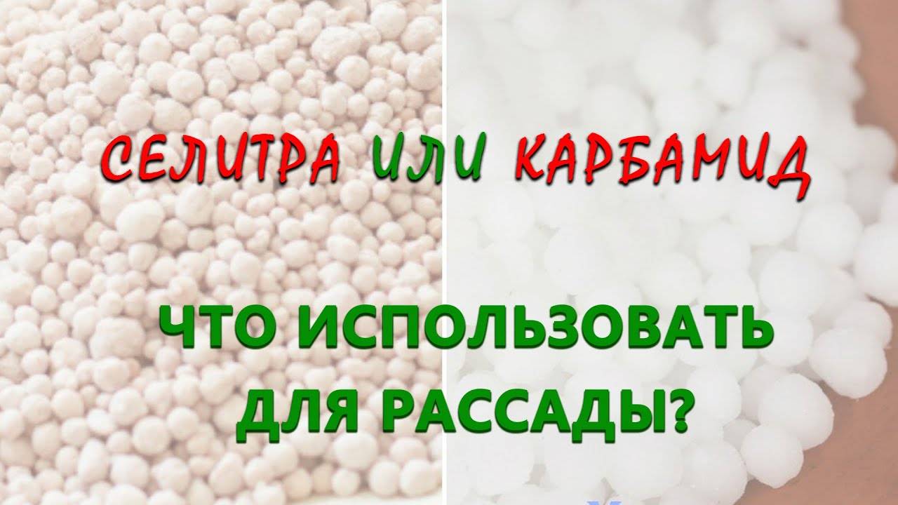 Селитра карбамид. Мочевина или селитра. Карбамид или аммиачная селитра. Мочевина или аммиачная селитра.