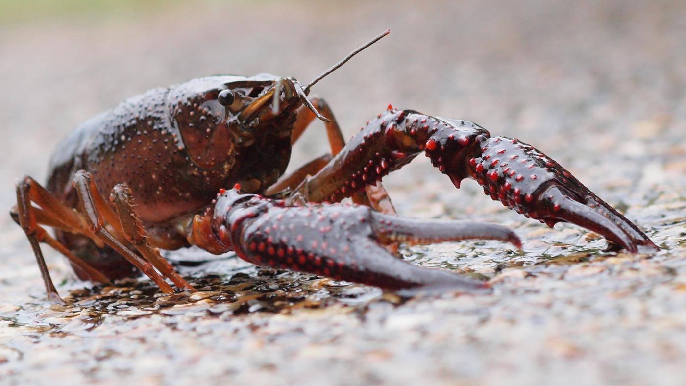 Речной рак питание. чем питаются речные раки в природе. насколько большие растут раки
