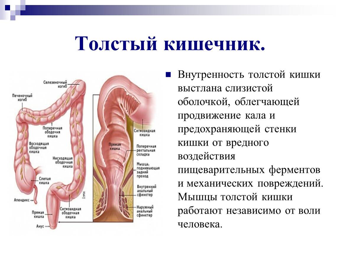 Урок 1. органы и процесс пищеварения