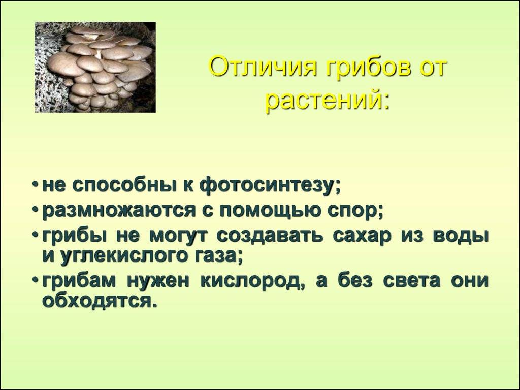 Грибы
