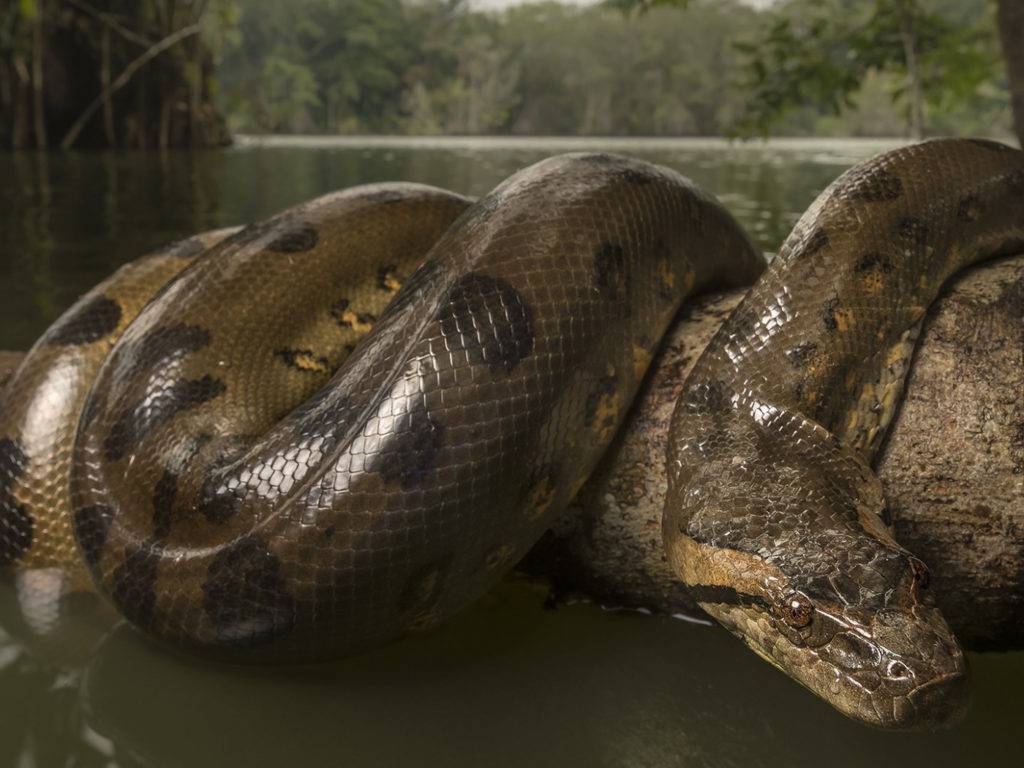 Змея анаконда.