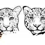 Леорпард и ягуар.