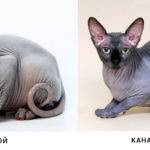 Донской и канадский сфинкс.