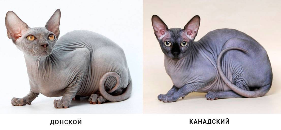 Донской и канадский сфинкс.