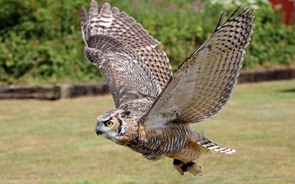 Размах крыльев филина.