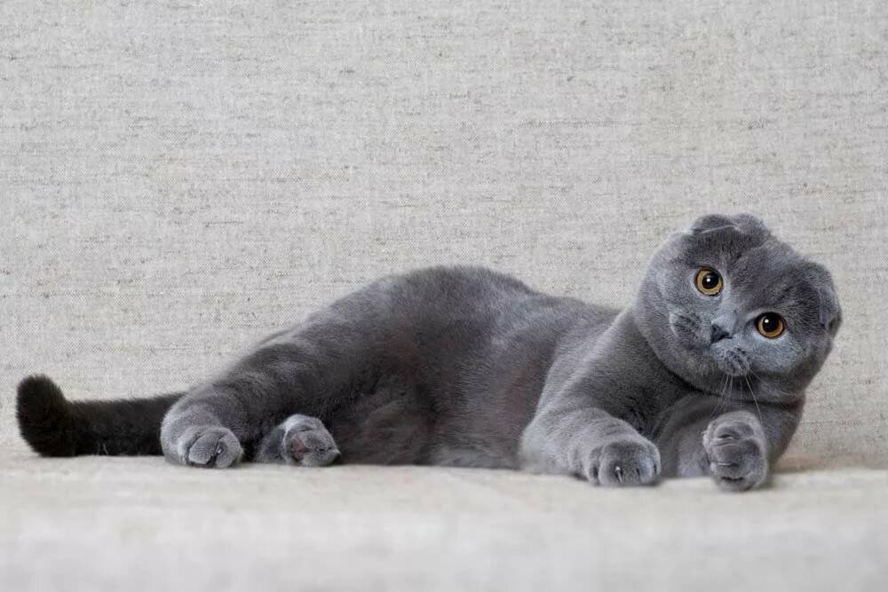 Скоттиш-фолд.