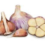 Яровой и озимый чеснок.