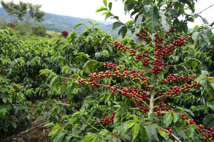 Арабика дерево.