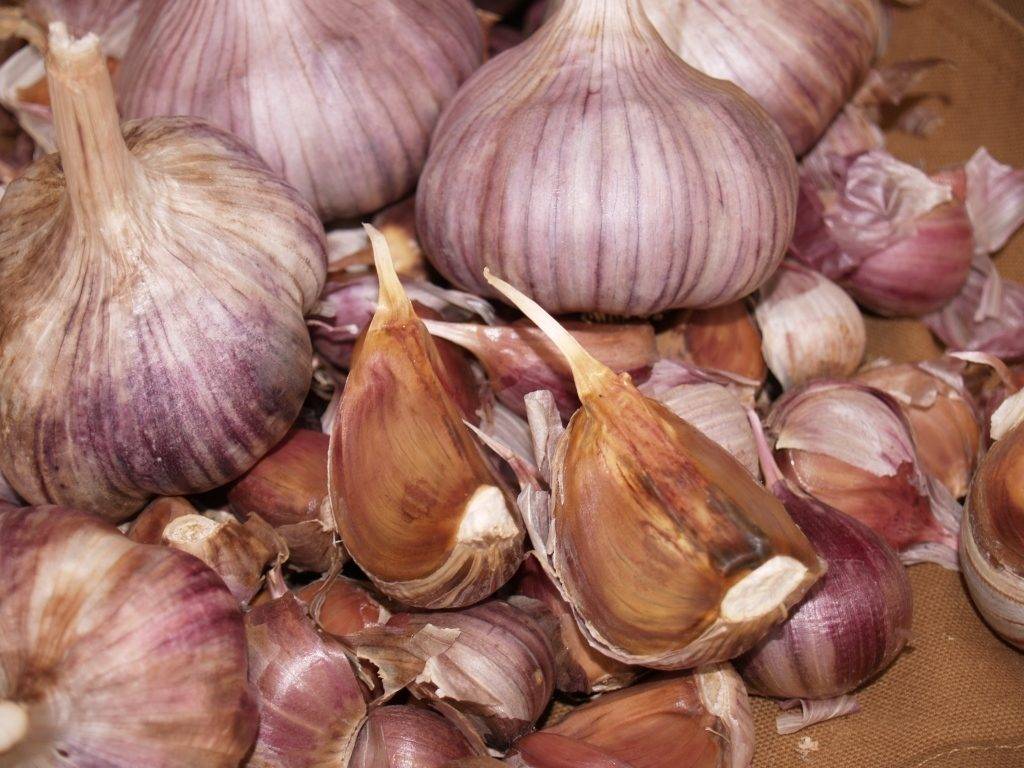 Озимый чеснок.