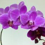 Фаленопсис.