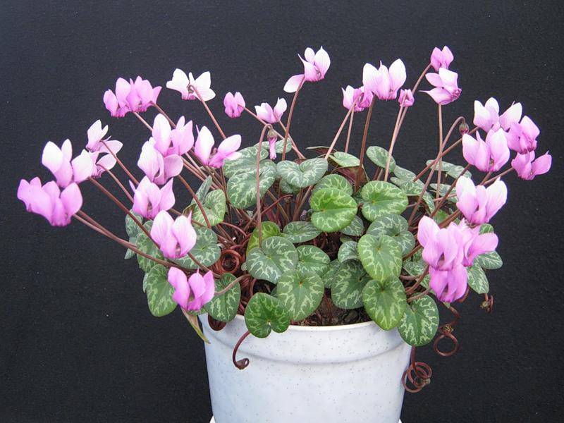 Цикламен европейский.