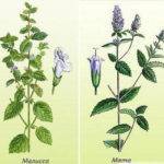 Мелисса и мята.