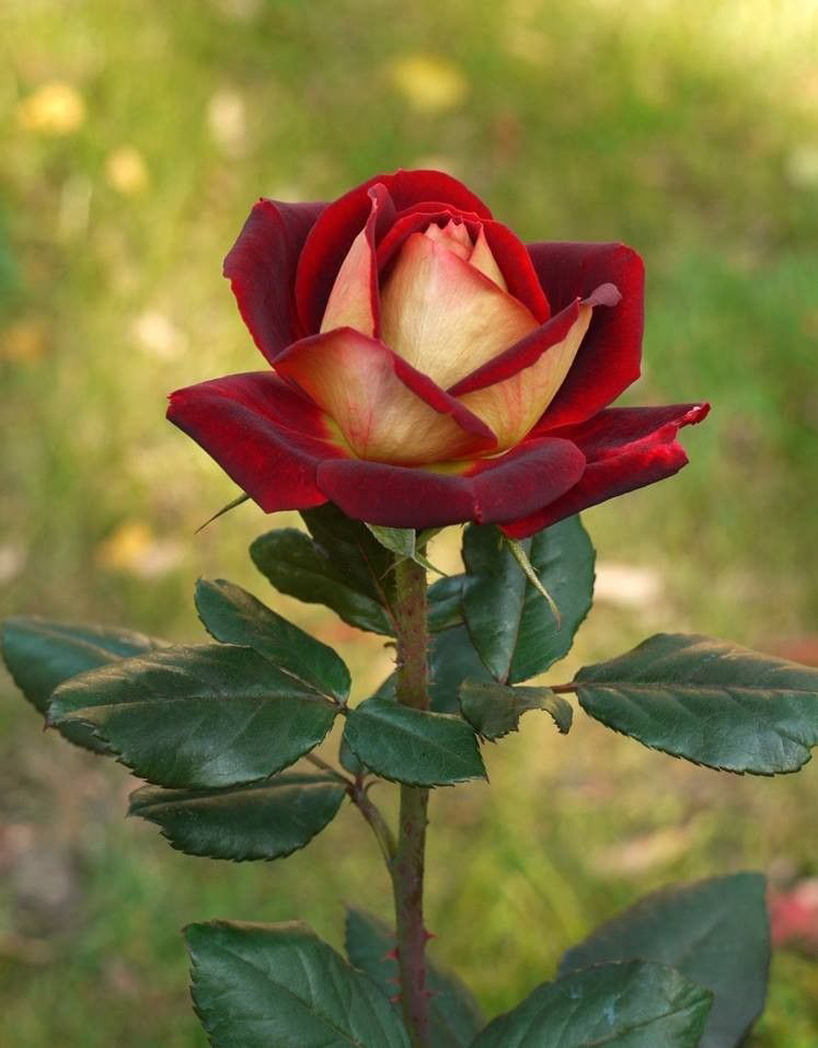 «Чайно-гибридные» розы.