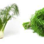 В чём разница между фенхелем и укропом.