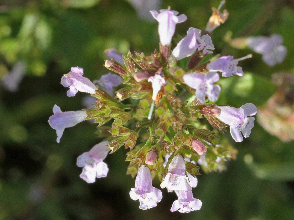 Мелисса цветёт.