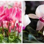 Цикламен персидский и европейский.
