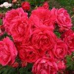 Роза Джон Франклин канадская Парковая.