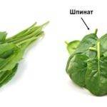 В чём отличие шпината от щавеля.